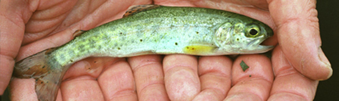 Alameda Creek Fish