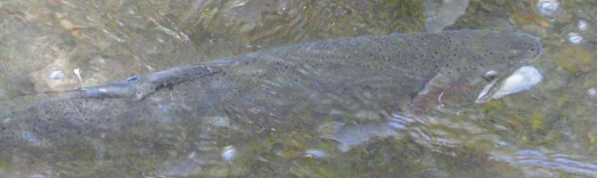 Alameda Creek Fish